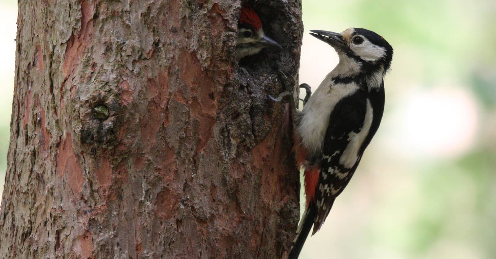 get rid of the woodpeckers